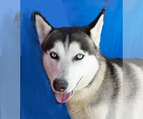 Medium Photo #1 Huskies -Unknown Mix Puppy For Sale in Pasadena, CA, USA