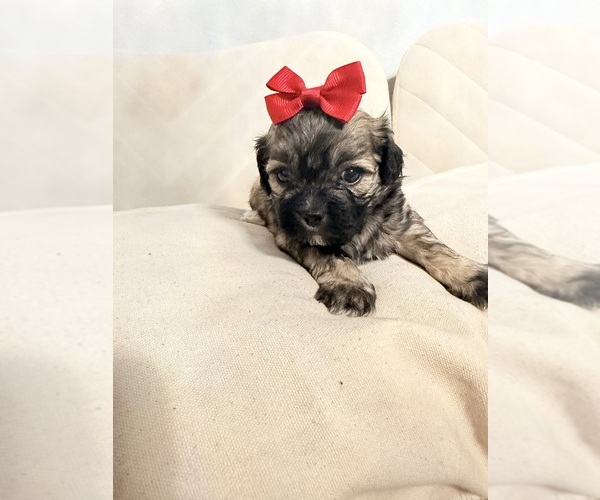 Medium Photo #28 Shih Tzu Puppy For Sale in LANCASTER, CA, USA