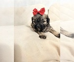 Small Photo #28 Shih Tzu Puppy For Sale in LANCASTER, CA, USA
