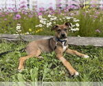 Small #1 American Pit Bull Terrier Mix
