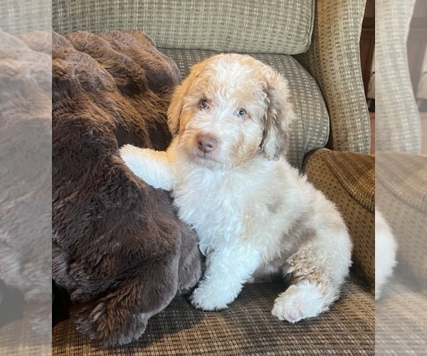 Medium Photo #2 Aussiedoodle Miniature  Puppy For Sale in DOSS, MO, USA