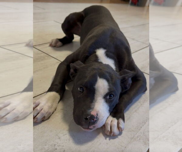 Medium Photo #4 American Pit Bull Terrier-Unknown Mix Puppy For Sale in Rockaway, NJ, USA
