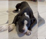 Small #3 American Pit Bull Terrier Mix