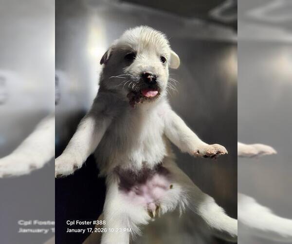 Medium Photo #1 German Shepherd Dog-Great Pyrenees Mix Puppy For Sale in San Antonio, TX, USA