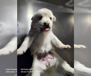 German Shepherd Dog-Great Pyrenees Mix Dogs for adoption in San Antonio, TX, USA