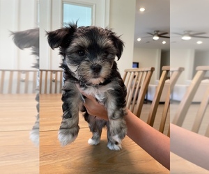 Morkie Puppy for Sale in ORLANDO, Florida USA