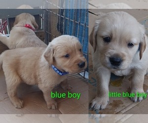 Golden Retriever Puppy for sale in WAKE FOREST, NC, USA
