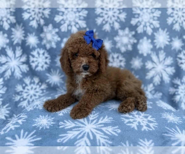 Medium Photo #5 Cock-A-Poo Puppy For Sale in LAKELAND, FL, USA