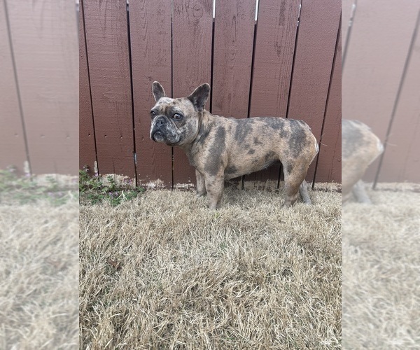 Medium Photo #1 French Bulldog Puppy For Sale in BENTONVILLE, AR, USA