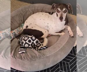 Alina - Female Jack Russell Terrier-Unknown Mix Dog for Adoption - Photo #2