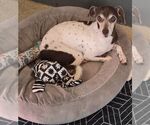 Small #1 Jack Russell Terrier Mix
