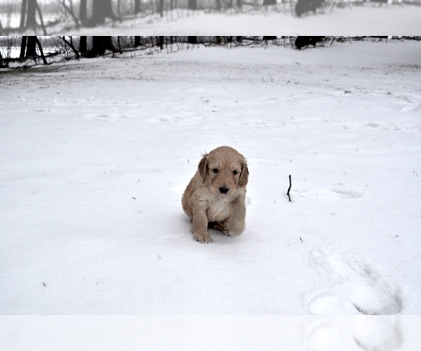 Medium Photo #10 Goldendoodle Puppy For Sale in ALBERT LEA, MN, USA