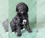 Small #1 Bordoodle-Poodle (Standard) Mix