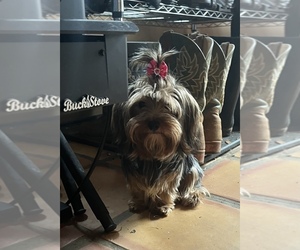 Mother of the Yorkshire Terrier puppies born on 09/28/2025