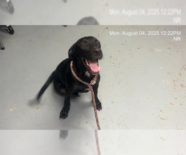 Medium Photo #1 Labrador Retriever-Unknown Mix Puppy For Sale in Ocala, FL, USA