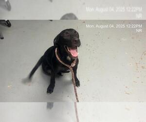 Labrador Retriever-Unknown Mix Dogs for adoption in Ocala, FL, USA