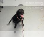 Small Labrador Retriever Mix