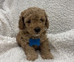 Puppy Elsa Goldendoodle mix (+ Poodle Miniature)