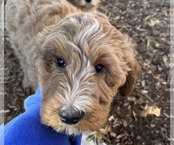 Medium Photo #3 Goldendoodle Puppy For Sale in HARRISONVILLE, MO, USA