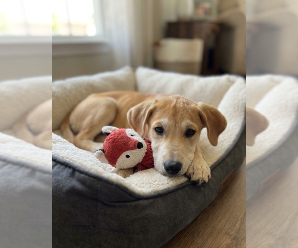Medium Photo #1 Labrador Retriever-Unknown Mix Puppy For Sale in Genesee, WI, USA