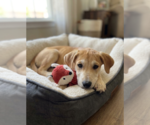 Small Labrador Retriever Mix