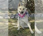 Small #3 Huskies  Mix