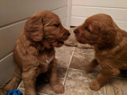 Small Photo #10 Golden Irish-Poodle (Standard) Mix Puppy For Sale in FISHERS, IN, USA