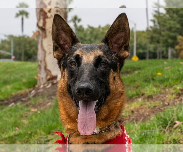 Medium Photo #1 German Shepherd Dog-Unknown Mix Puppy For Sale in Lake Forest, CA, USA