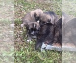 Small #4 German Shepherd Dog-Great Pyrenees Mix