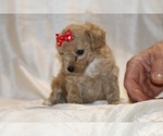 Small #6 Poodle (Toy)