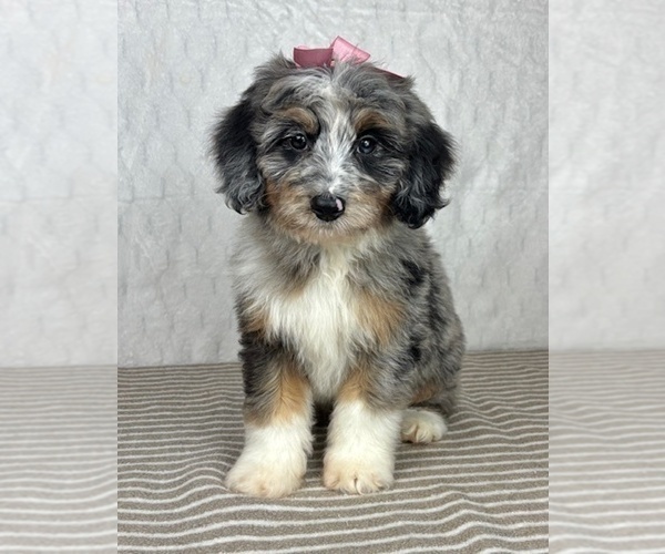 Medium Photo #4 Bernedoodle (Miniature) Puppy For Sale in GREENFIELD, IN, USA