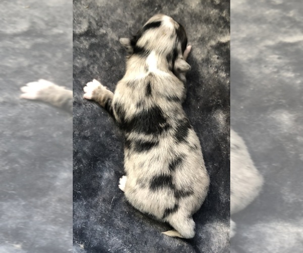 Medium Photo #7 Chihuahua Puppy For Sale in NEWVILLE, PA, USA