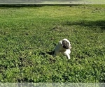 Small Photo #5 American Bulldog Puppy For Sale in LULING, TX, USA