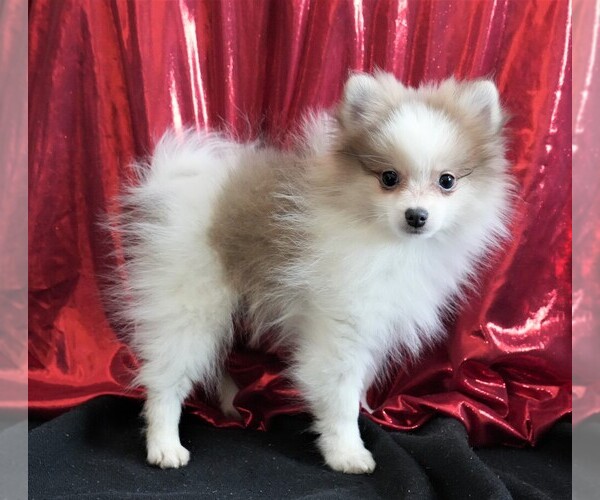 Medium Photo #4 Pomeranian Puppy For Sale in ROCK VALLEY, IA, USA