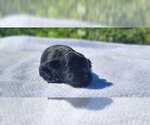 Small Photo #4 Schnauzer (Miniature) Puppy For Sale in MIAMI, FL, USA