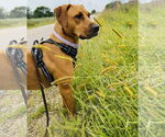 Small Labrador Retriever-Rhodesian Ridgeback Mix