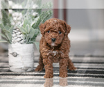 Puppy Ozzy Poodle (Miniature)