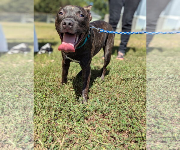 Medium Photo #3 Staffordshire Bull Terrier-Unknown Mix Puppy For Sale in Holly Springs, NC, USA