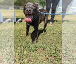 Small #2 Staffordshire Bull Terrier Mix