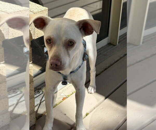 Medium Photo #7 Chihuahua-Unknown Mix Puppy For Sale in Lakewood, CO, USA