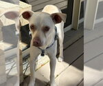 Small #6 Chihuahua Mix