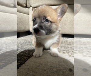 Pembroke Welsh Corgi Puppy for sale in JACKSONVILLE, FL, USA