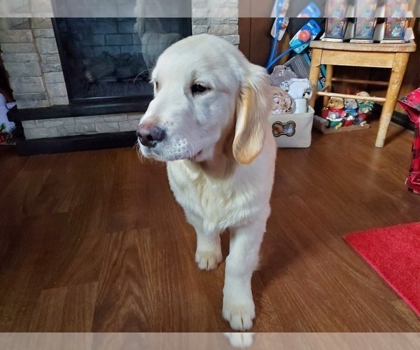Medium Photo #3 English Cream Golden Retriever Puppy For Sale in PEYTON, CO, USA