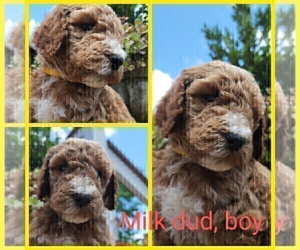 Medium Photo #10 Poodle (Standard)-Unknown Mix Puppy For Sale in LEXINGTON, IN, USA