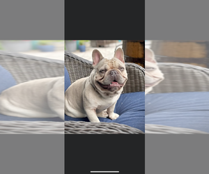 Father of the French Bulldog puppies born on 06/19/2025