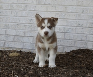 Siberian Husky Puppy for sale in BELLEFONTE, PA, USA