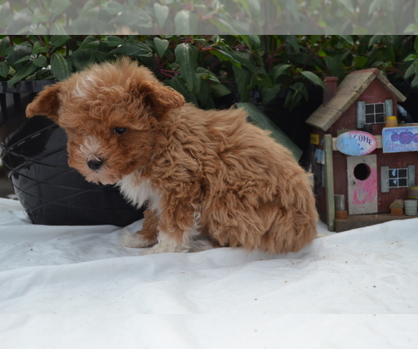 Medium Photo #3 Cavapoo (Miniature)-Poodle (Toy) Mix Puppy For Sale in GREENWOOD, WI, USA