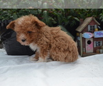 Small #2 Cavapoo (Miniature)-Poodle (Toy) Mix