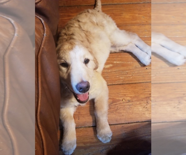 Medium Photo #1 Golden Retriever Puppy For Sale in WEST BROOKFIELD, MA, USA