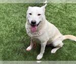 Small Photo #2 Siberian Husky-Unknown Mix Puppy For Sale in Moreno Valley, CA, USA